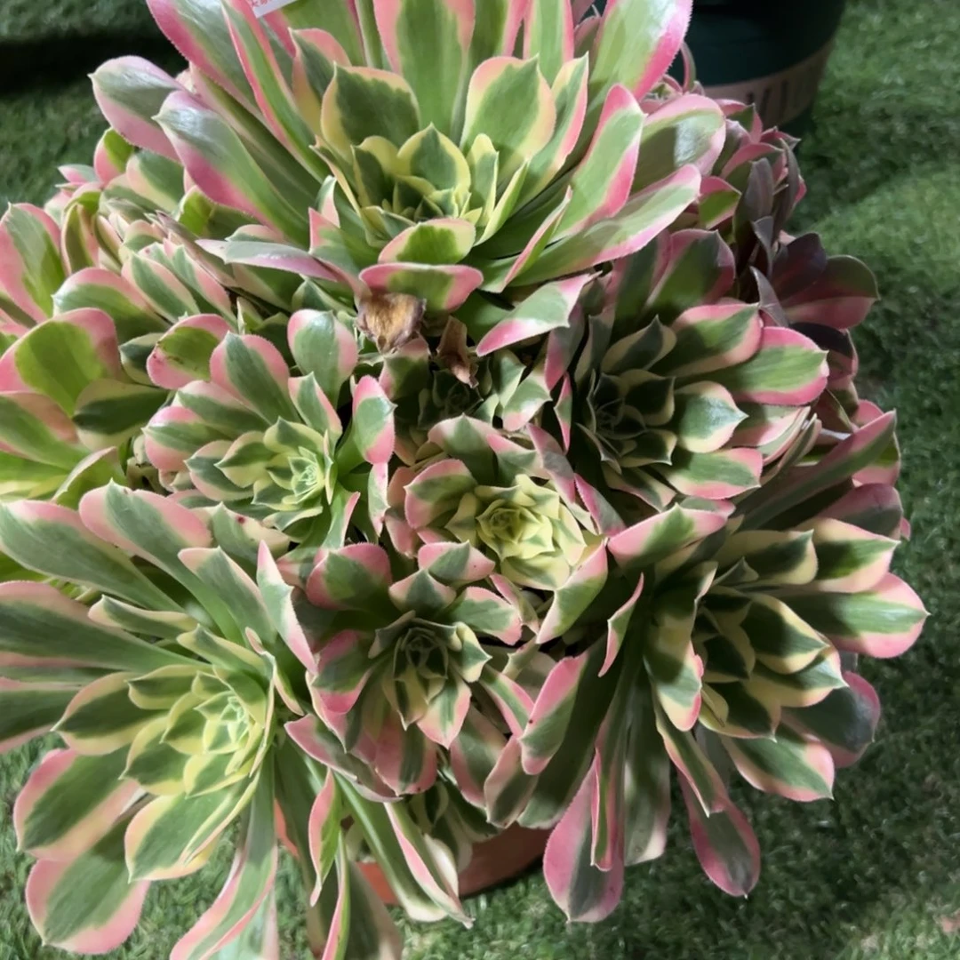 293，粉水晶多肉植物