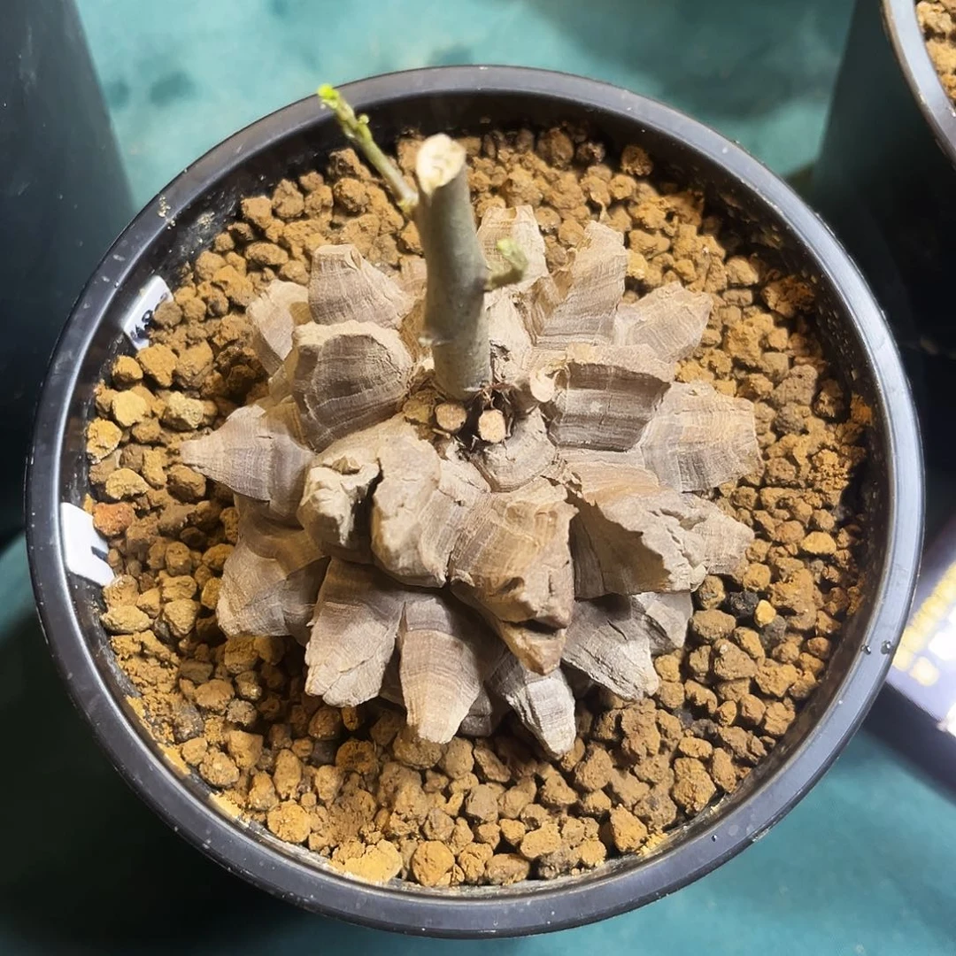 长谷川剑甲8899888