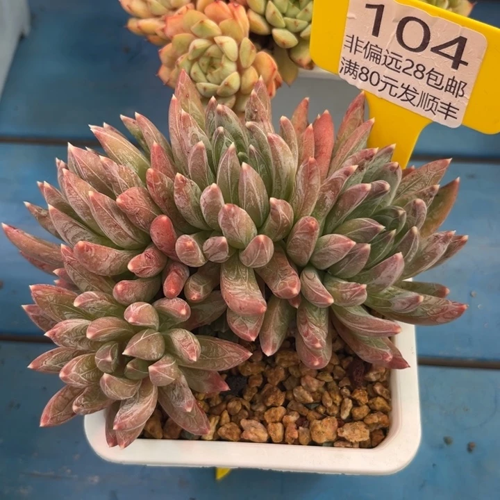 大104，vcvvhbnnjdf