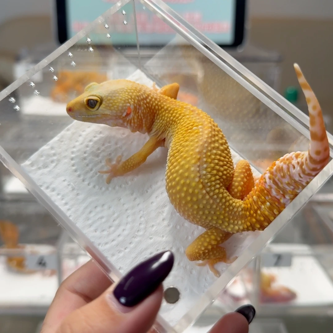 豹纹守宫阳光妹妹