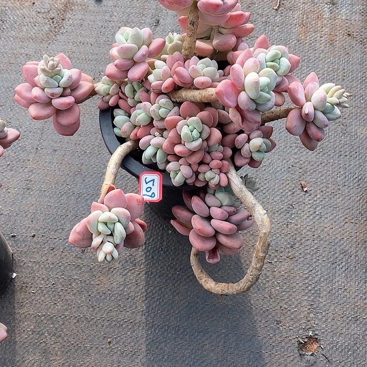 509洛神 一物一拍多肉