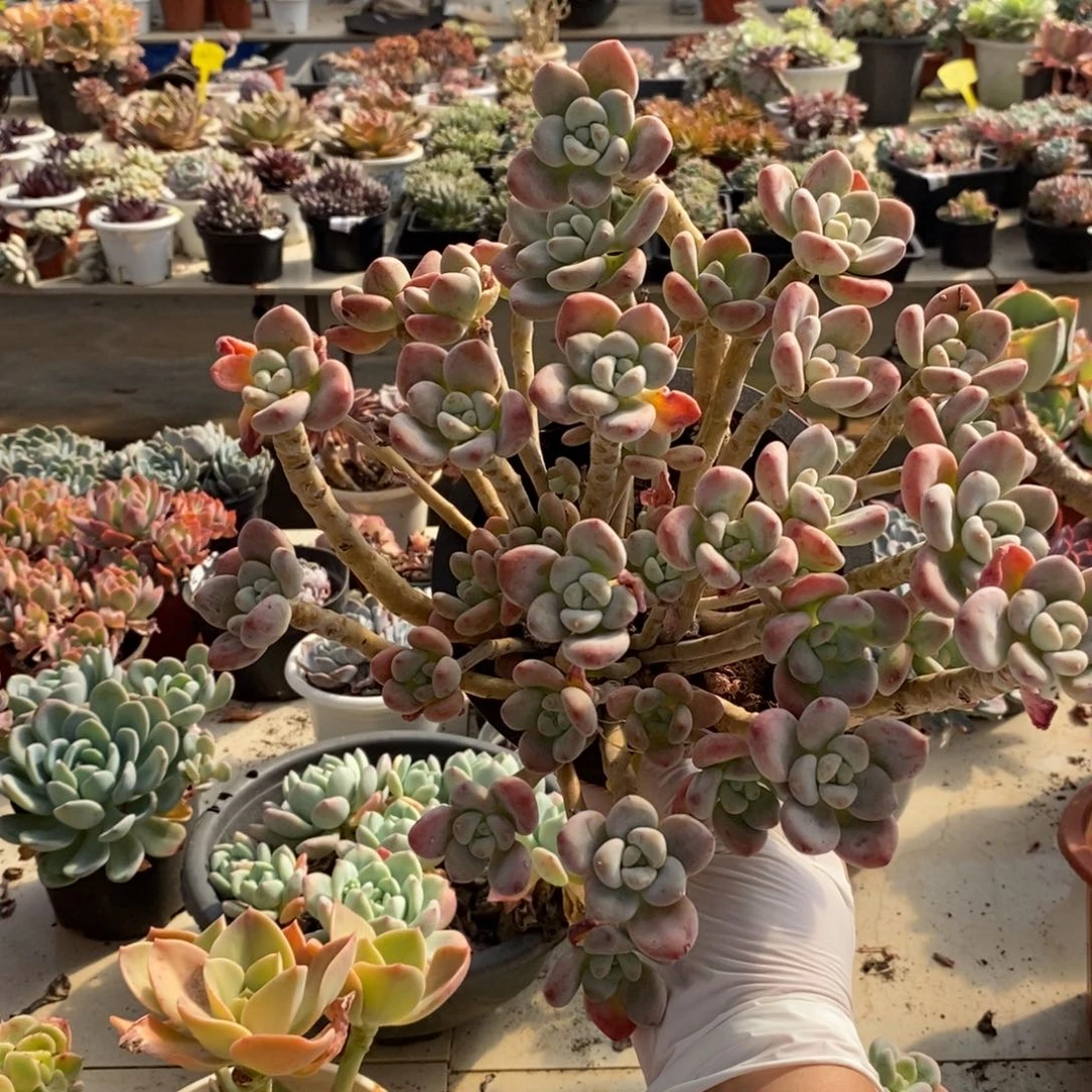 436洛神整桩一物一拍