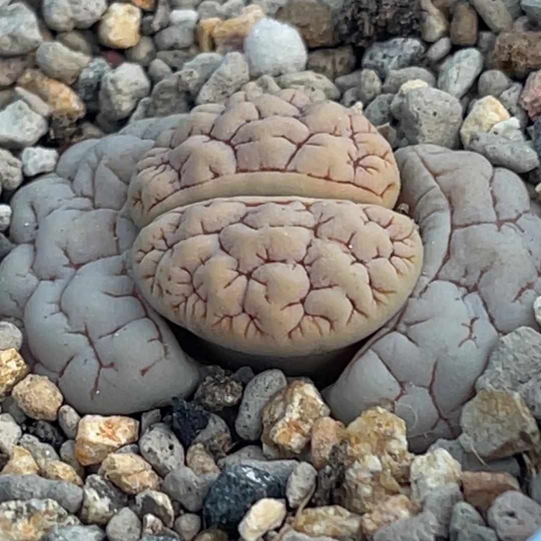 8647凹凸脑纹蛙哥189一颗