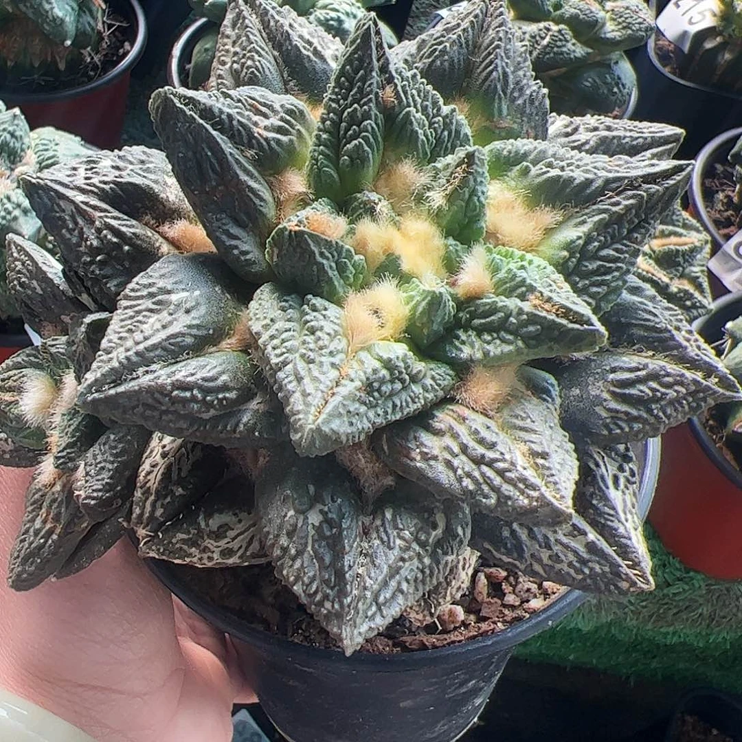 无花朵福利尖尤龟甲带个仔003