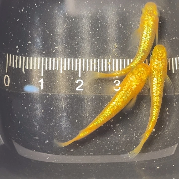 青鳉鱼阳光3条，1号，满15包邮，可叠单