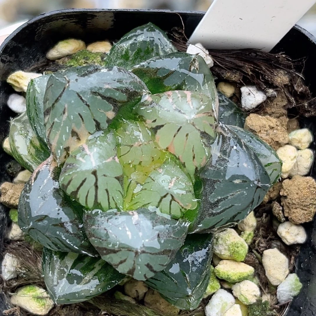 108实生玉露锦福利专场