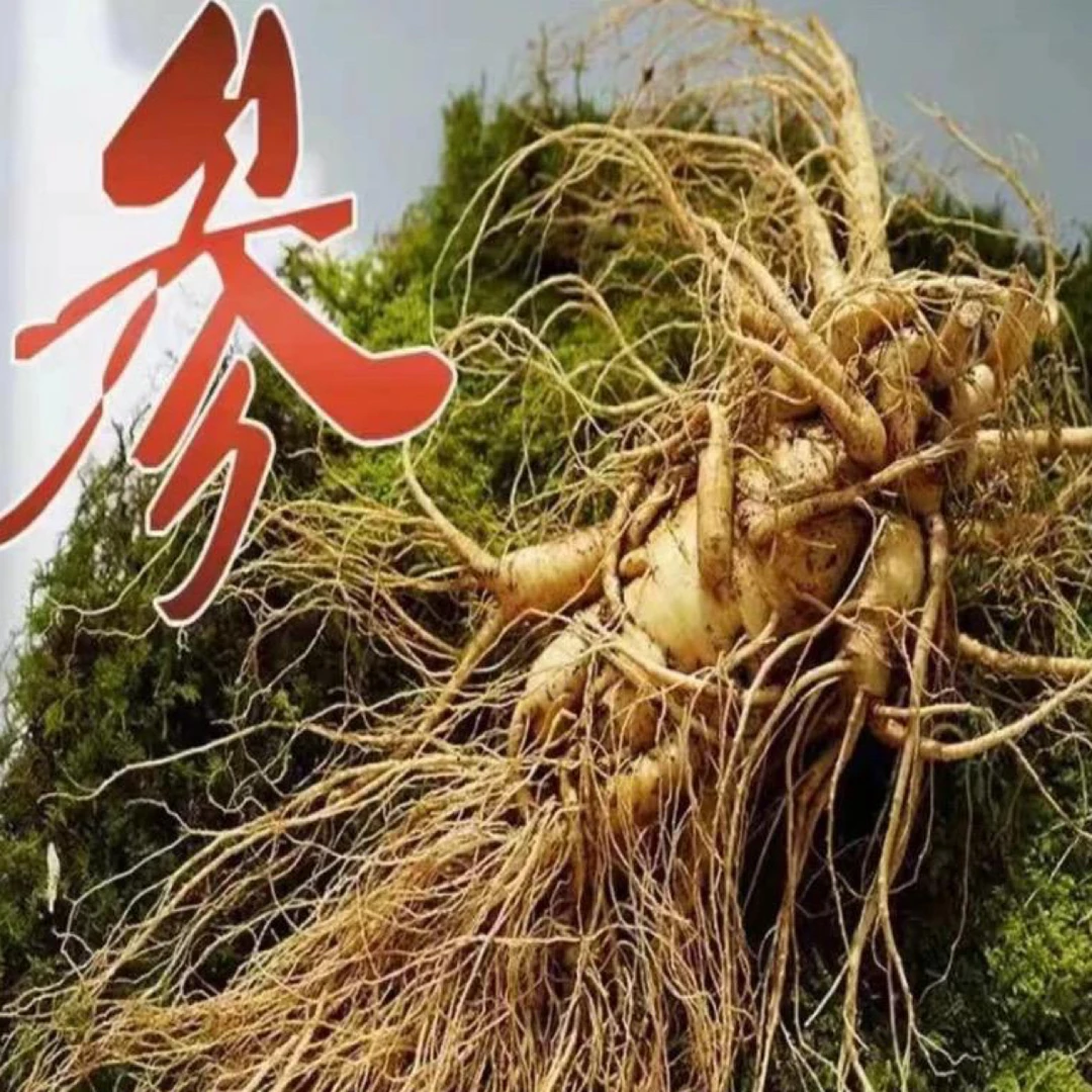 长白山新鲜人参 送礼 泡酒 顺丰包邮 产地直发