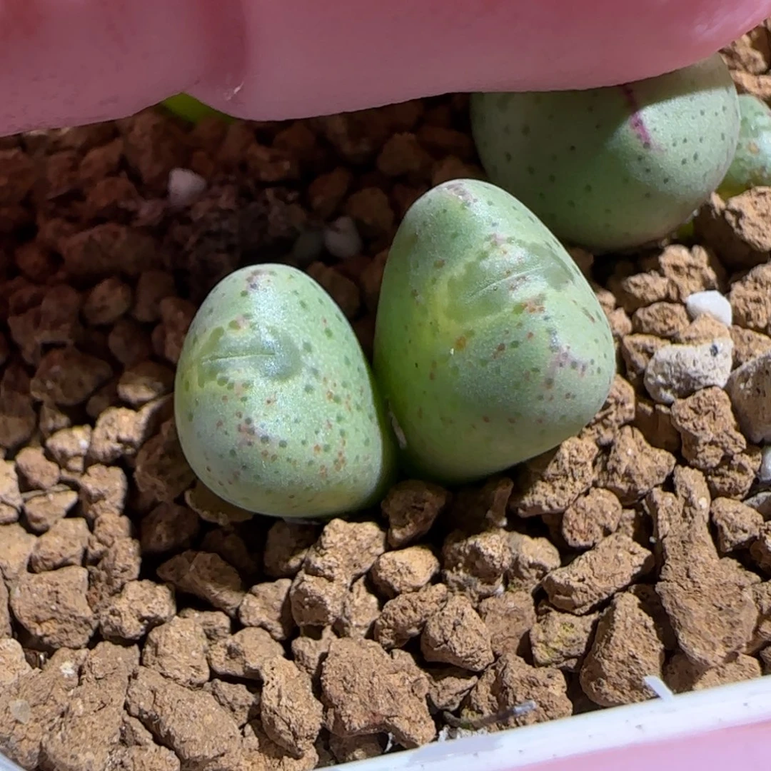 肉锥多肉植物组合-1455.8、759