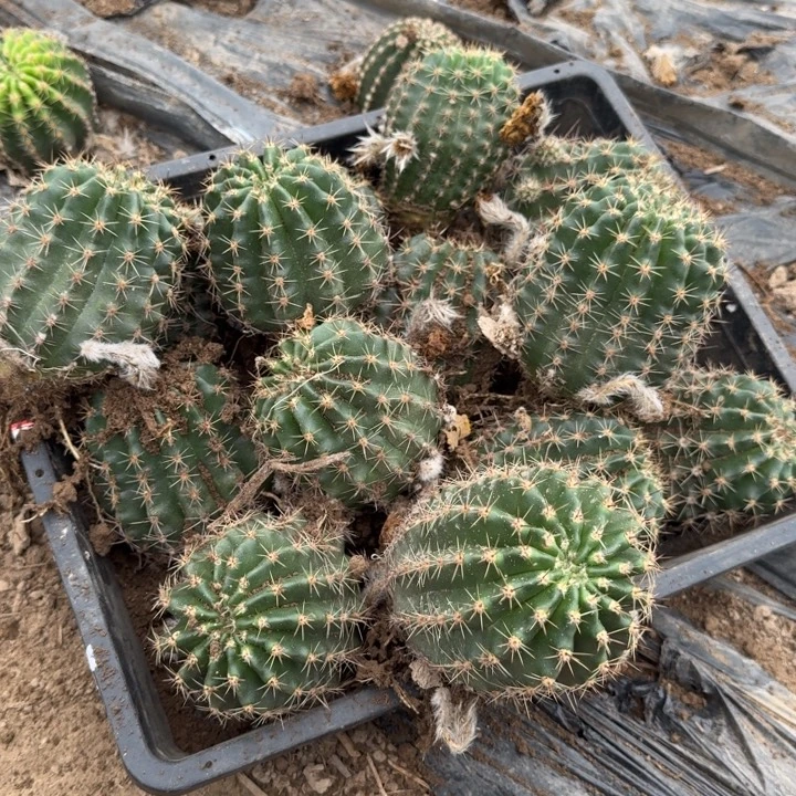 351彩草脱土斑一个掉侧牙无售后