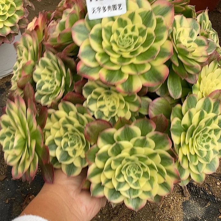 多肉植物海王979多肉