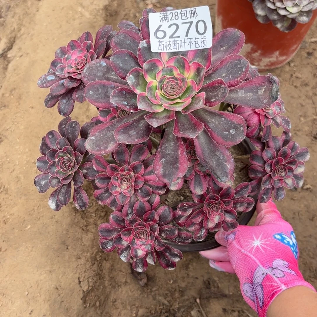 M. 6270丽娜多肉1266