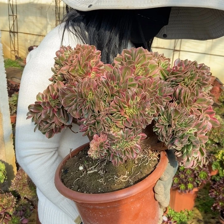 小****西676女巫缀化老桩