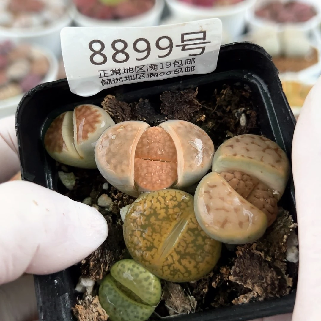 好养易活生石花大母本8899