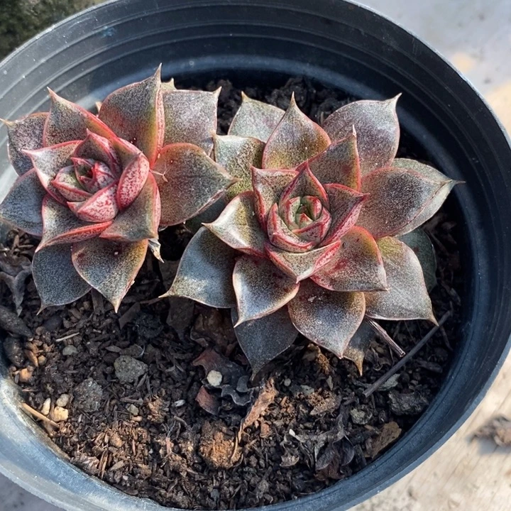 大和锦整装无砍多肉