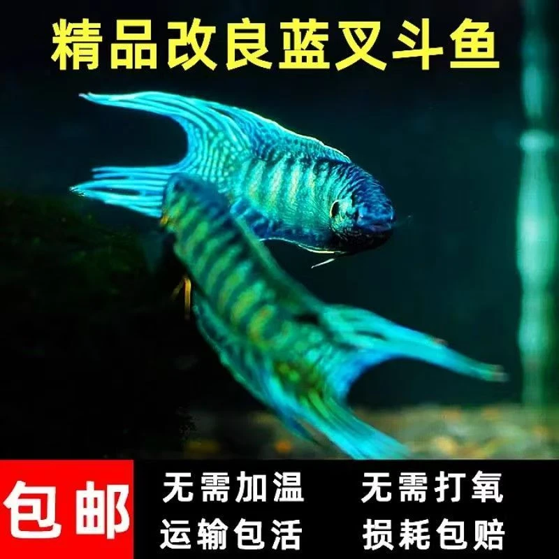蓝叉斗鱼原生冷水淡水小型观赏鱼耐养不打氧新手宠物鱼