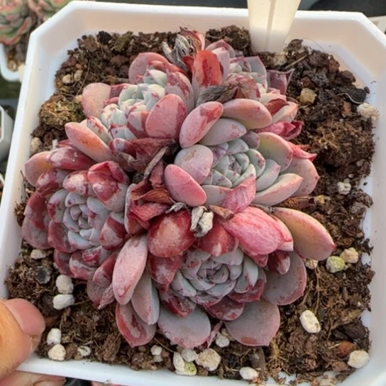 374拉皮一物一拍多肉