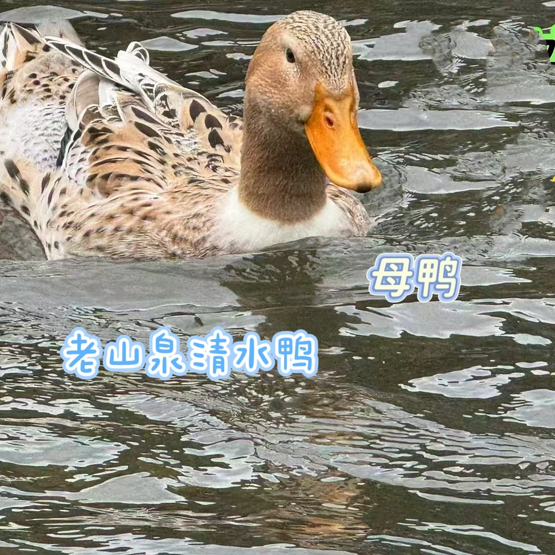 正宗放养老山泉清水鸭母麻鸭杀好4斤左右