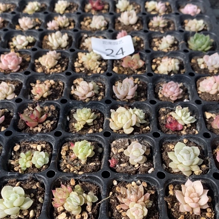 24 多肉植物盆栽植物