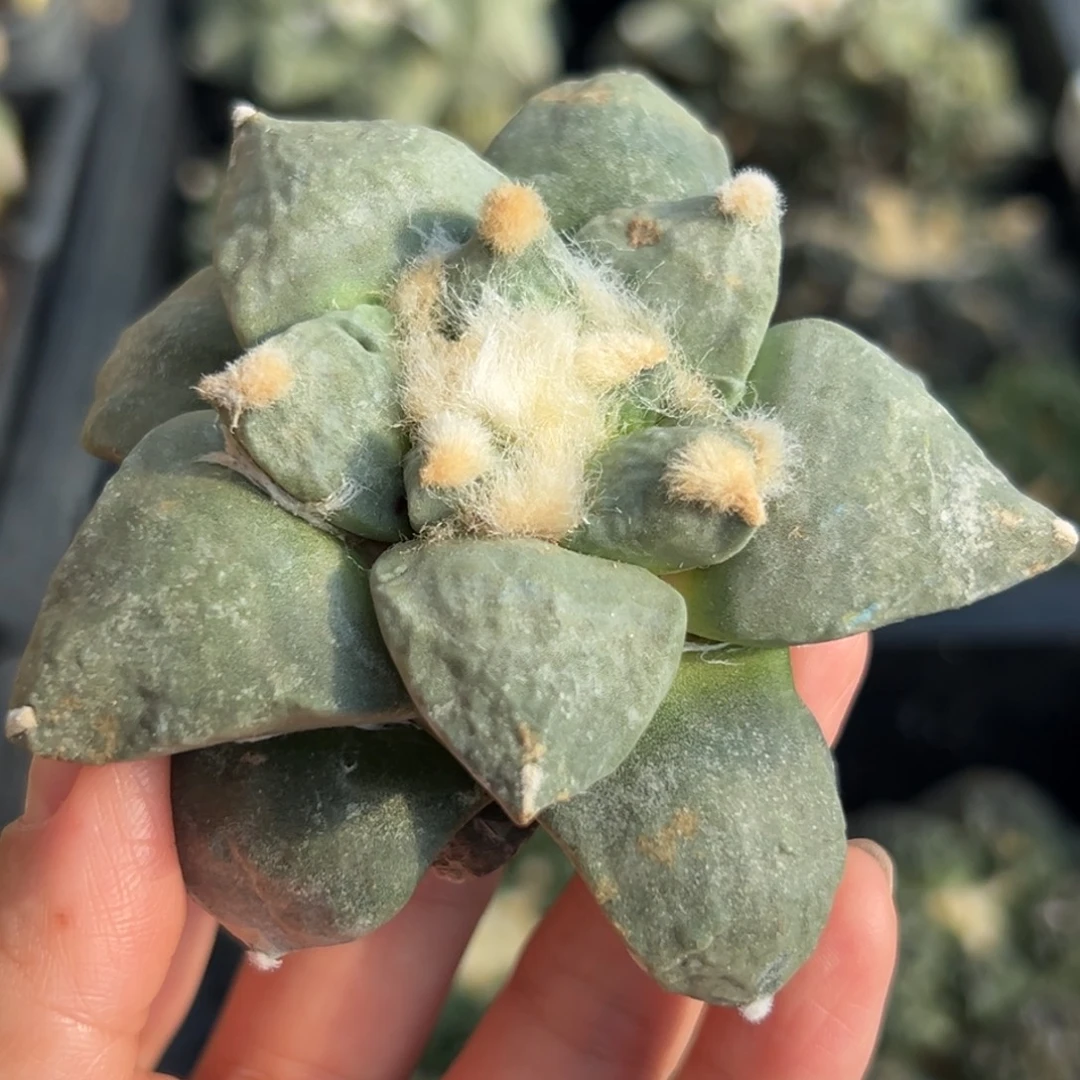 19 有根 仙人球的世界里