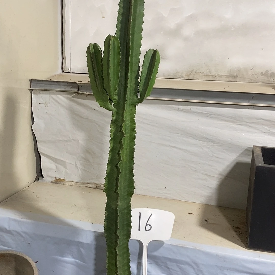 无花朵大戟阁一物一拍