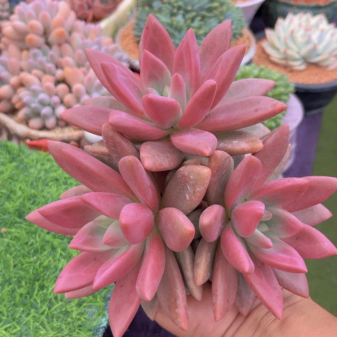 多肉植物初音美人