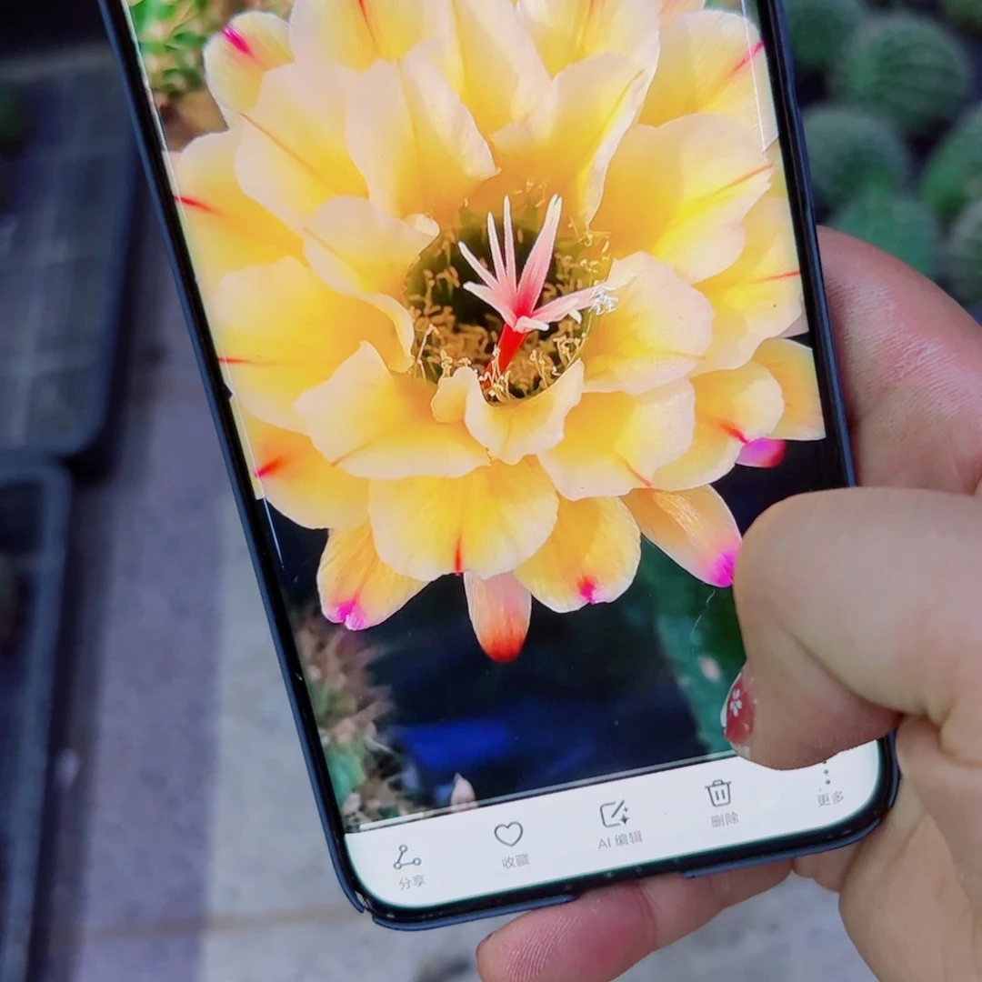 下149毛法一歪无根侧芽5公分左右20包邮