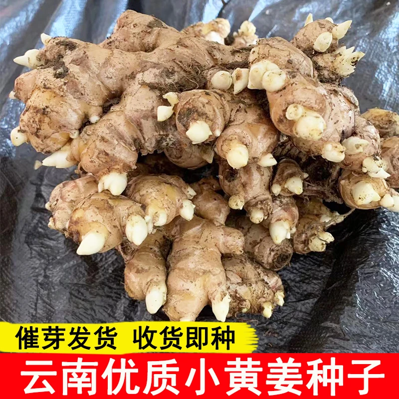 生姜种子姜种带芽大姜种生姜种植苗老姜种姜芽高产小黄姜姜种苗