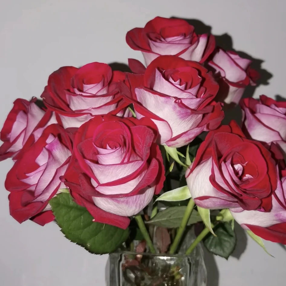 两广可入【桃花雪】新品刺少直立耐热高杯1加仑2.5L根接 云南发货