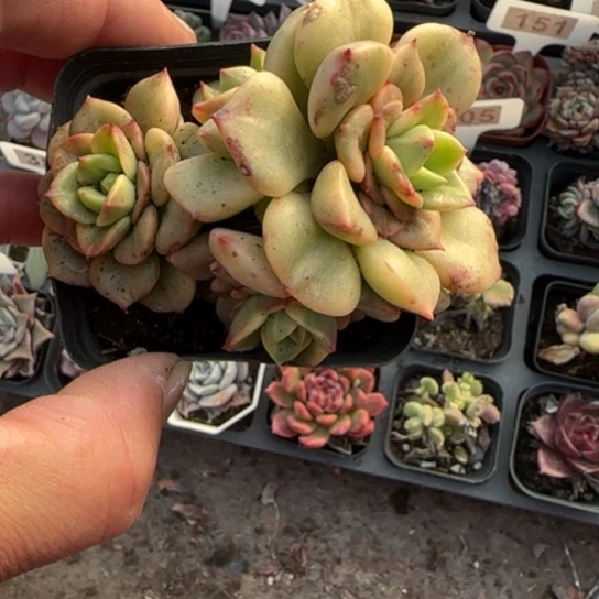 231辣牡丹锦多肉植物多