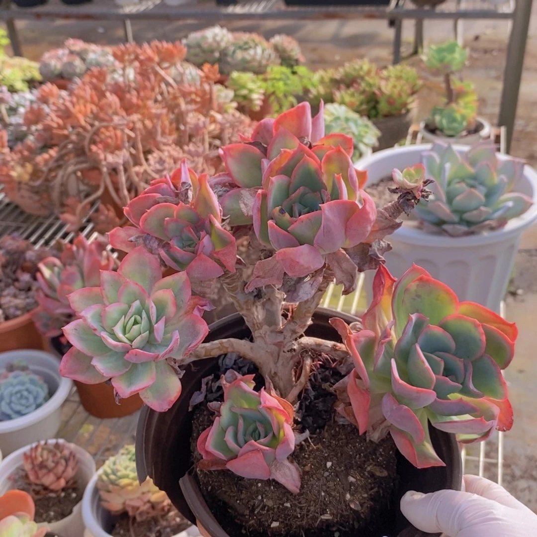 258绮罗仙子一物一拍