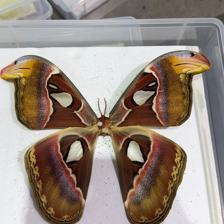 V***a大乌桕大蚕蛾带框的蝴蝶标本