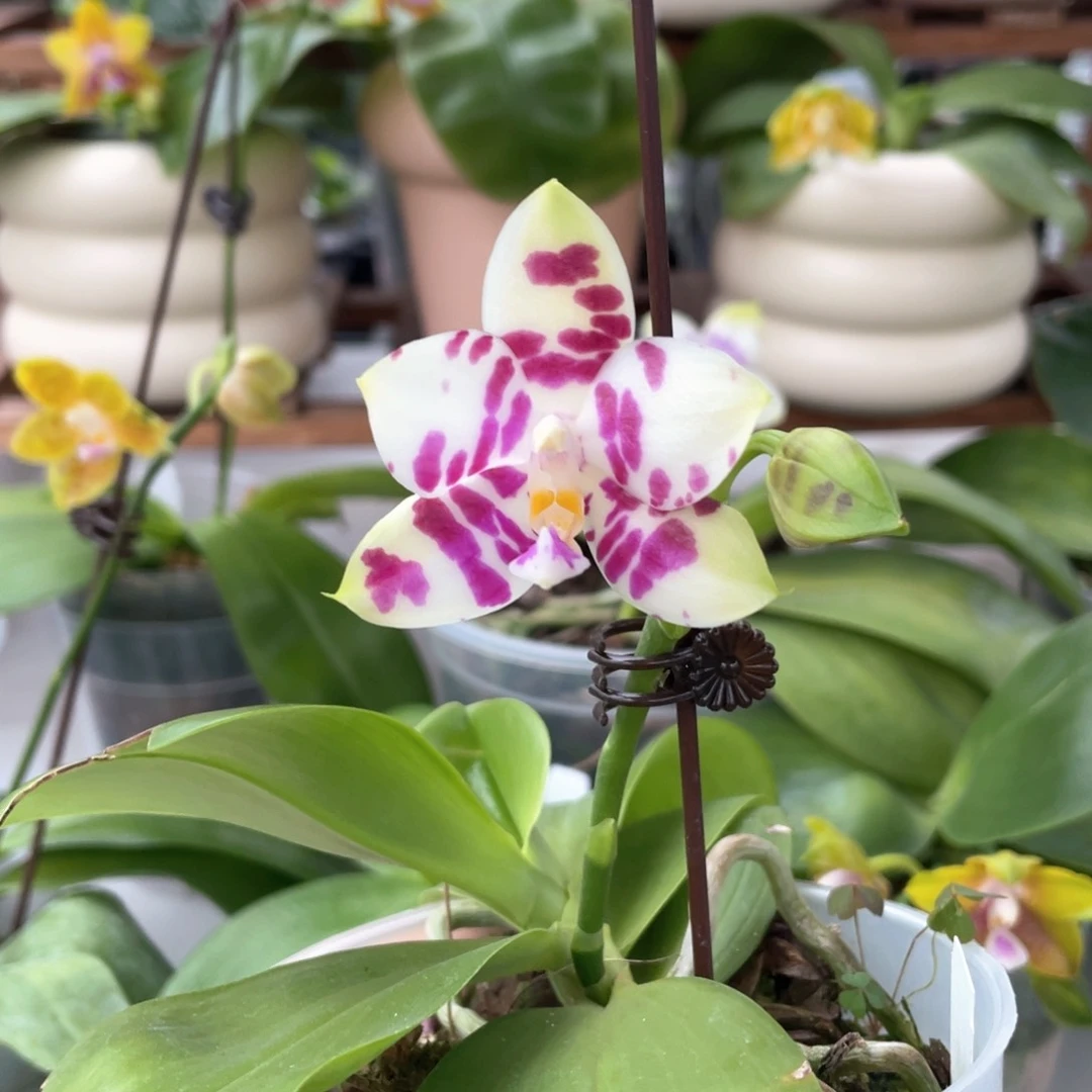 无花朵绿鹿交绿虎3.5寸叶损特价68