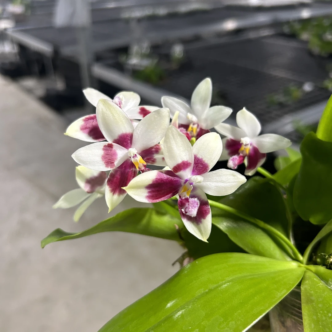 [小锦鲤] 红白跳瓣 晕染  2.8寸 开花/花剑株 刚出根 微瑕