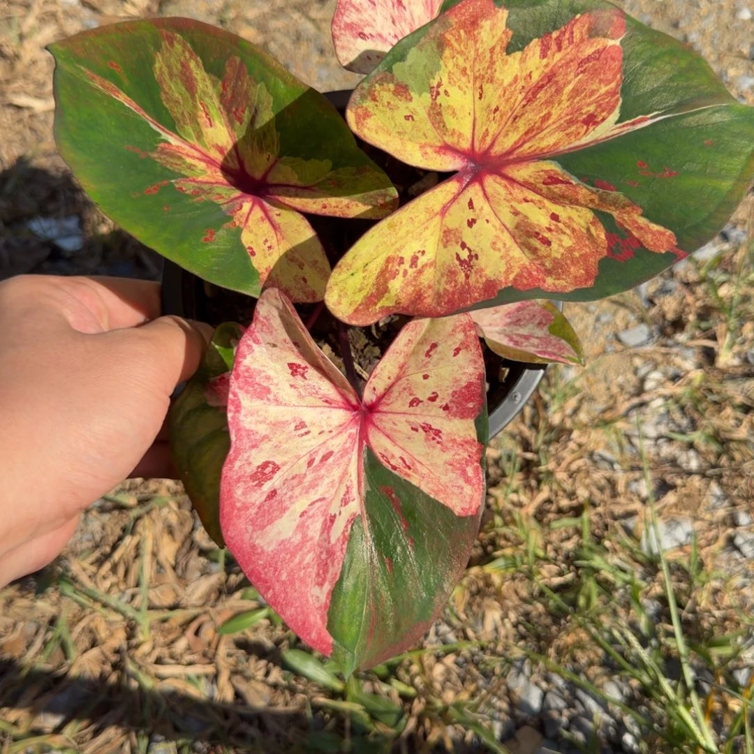 无花朵泰彩个体 558