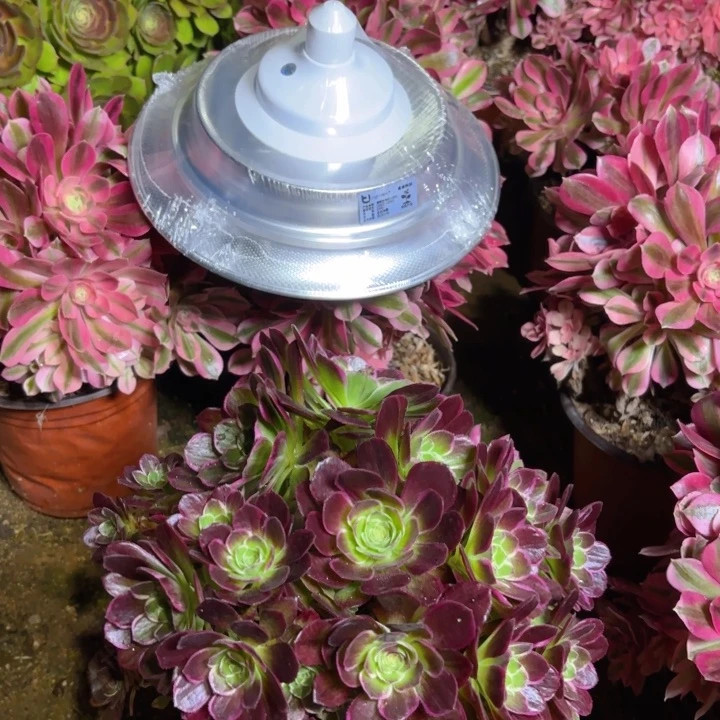 浩*瑞妈多肉园艺。灯