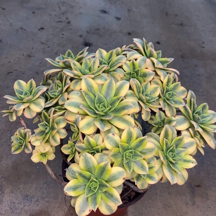 星爆多肉植物24。
