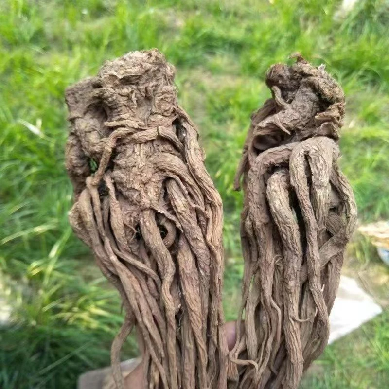 【十年云当归】云南山货野当归干货姐姐的好朋友