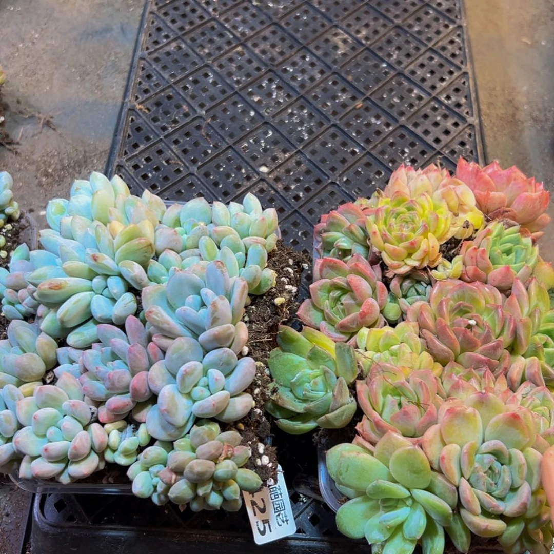 425多肉葡萄的价格是多少啊