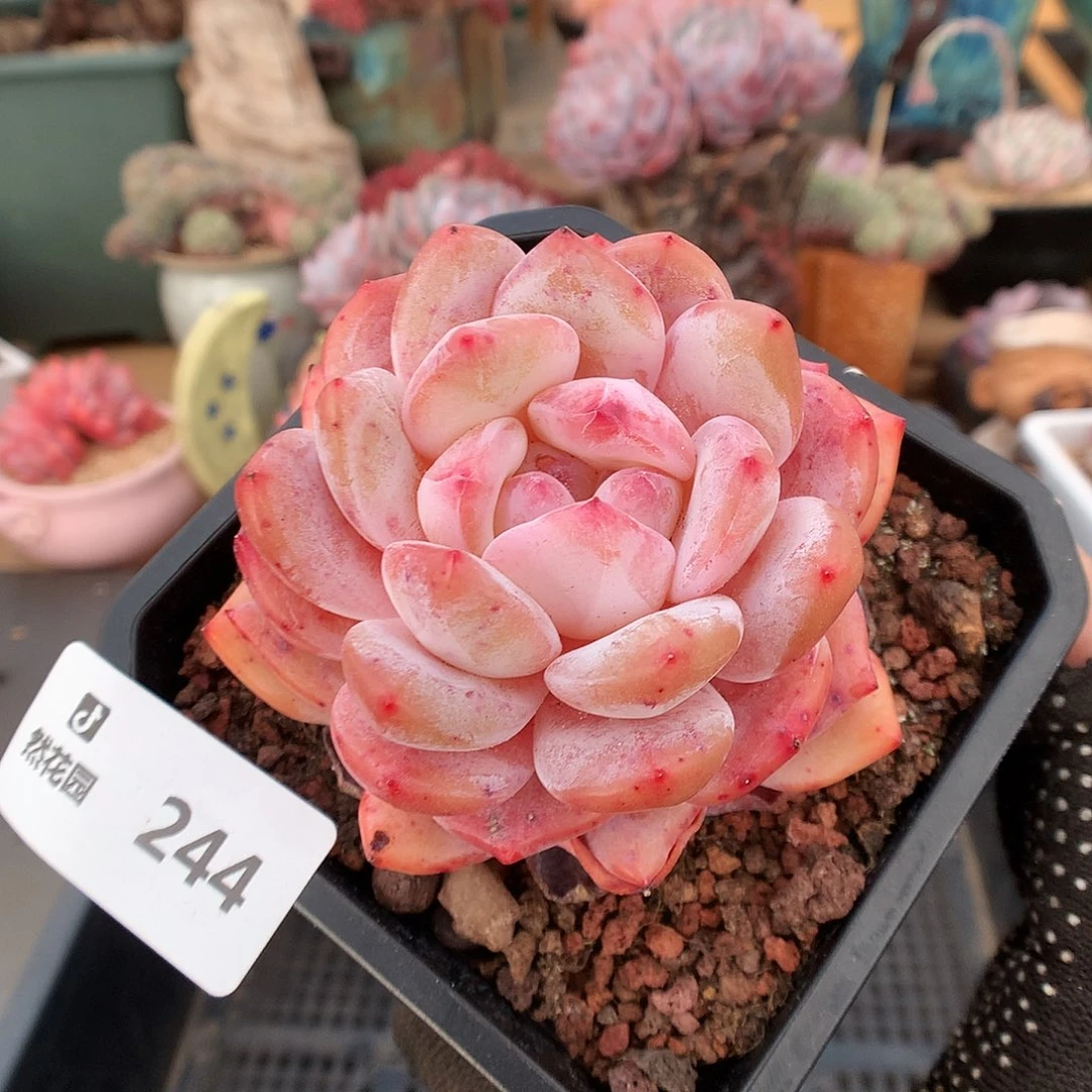 244雪天使多肉植物666