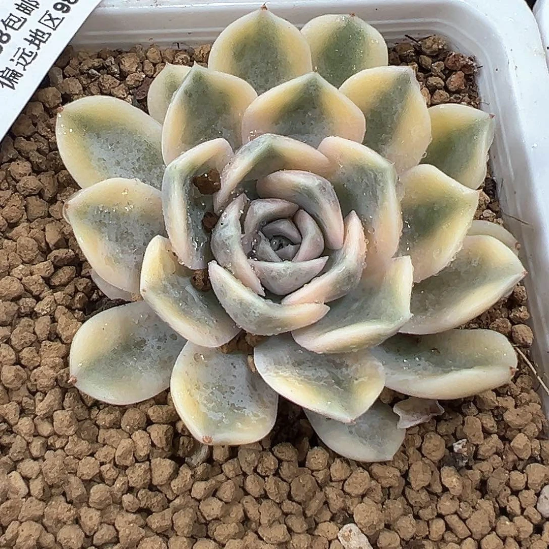 520汉堡锦  小方花圃一物一拍