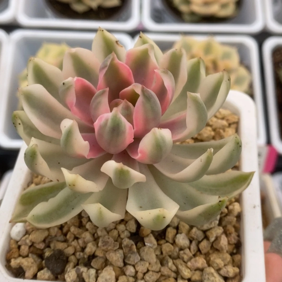 741琼斯锦锦锦锦锦锦