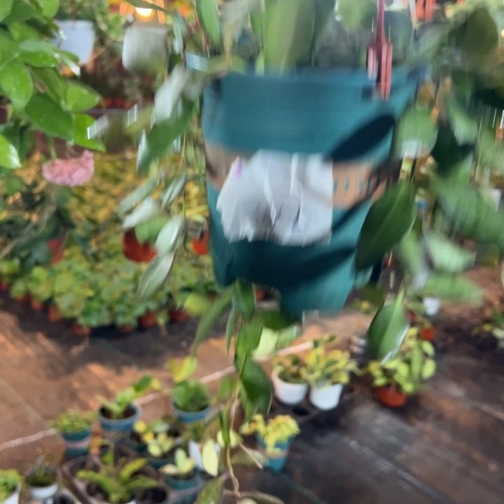 好***笑完全开放砂糖球兰垂钓款