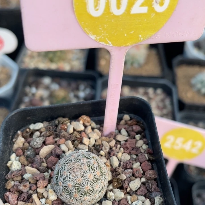 实生美丽丸002600000000