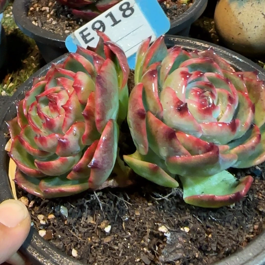 惊鸿一物一拍包装收缩花旱918