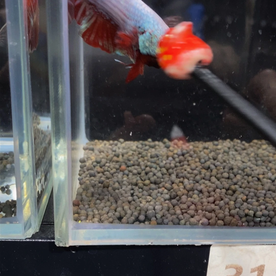 热带鱼公311巨斗