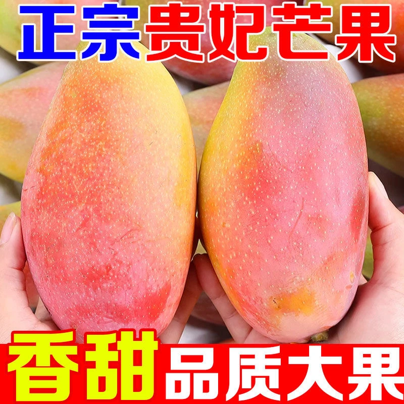 广西贵妃芒树上熟新鲜水果当季芒果香甜多汁味5斤新鲜芒果