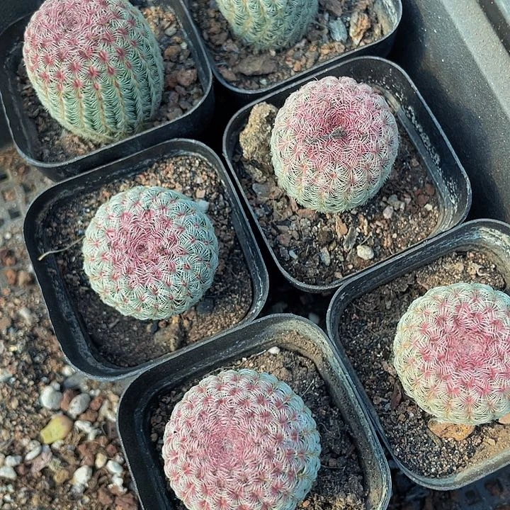 红太阳5.8带盆土