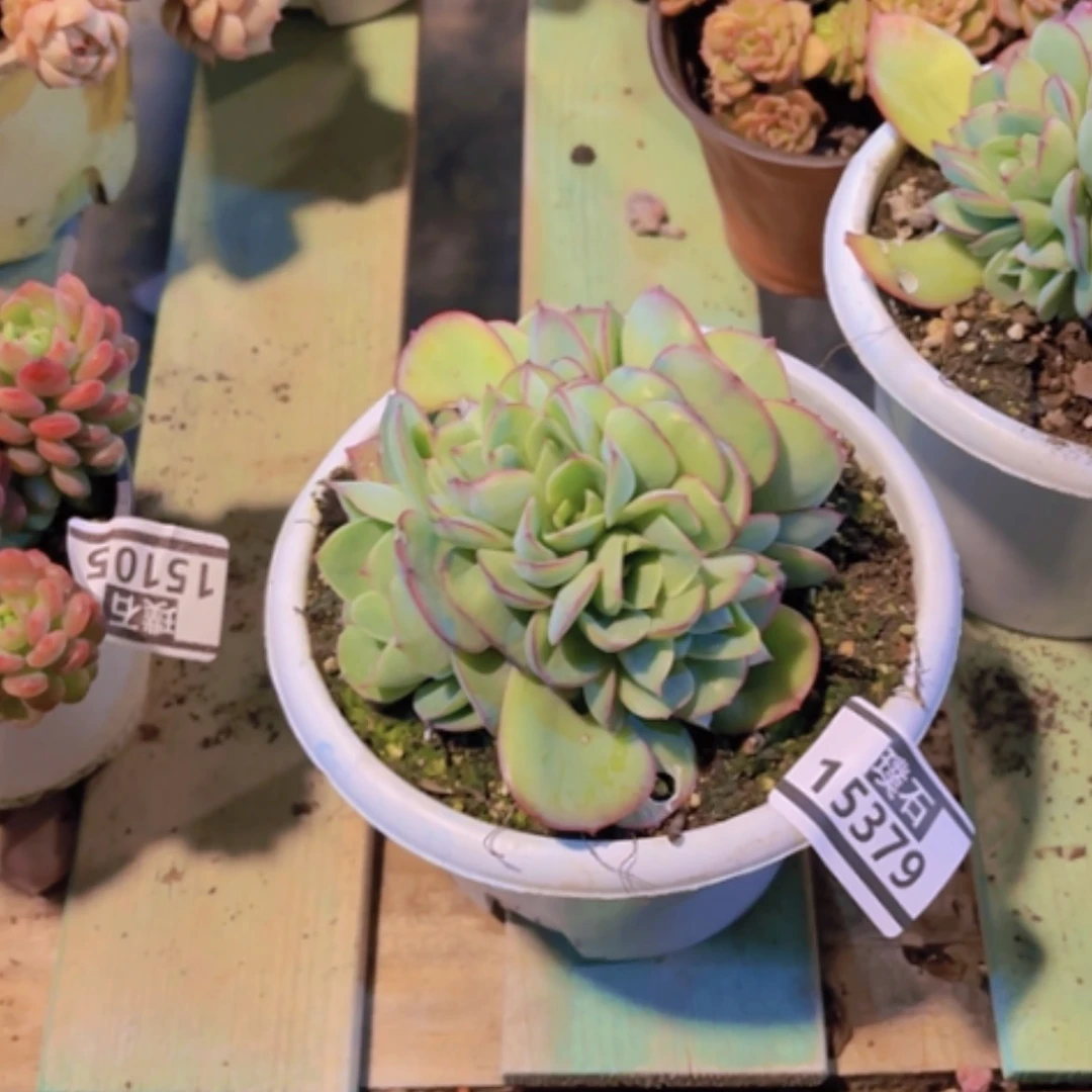 【闪购商品】～***～牡丹亭缀15379