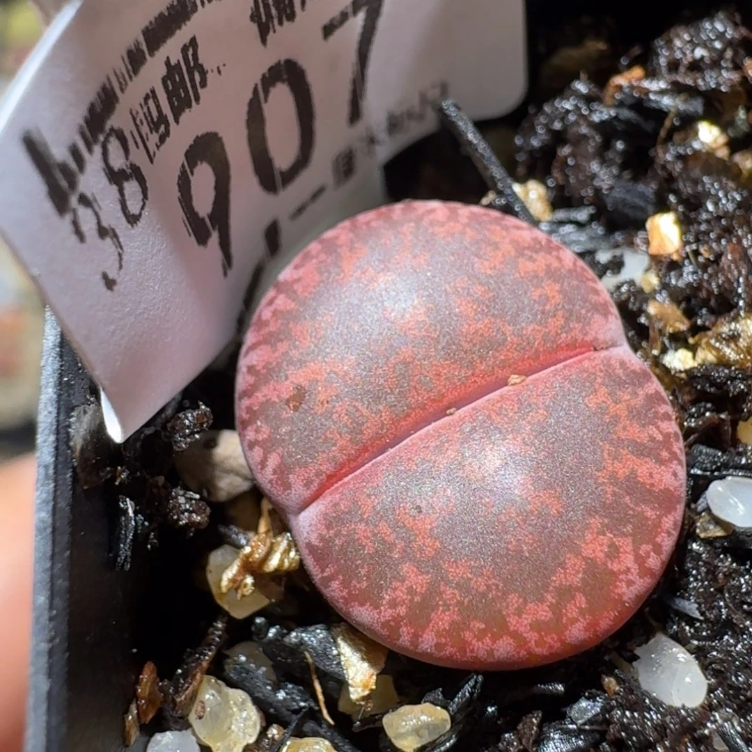 Sss清了便宜卖907