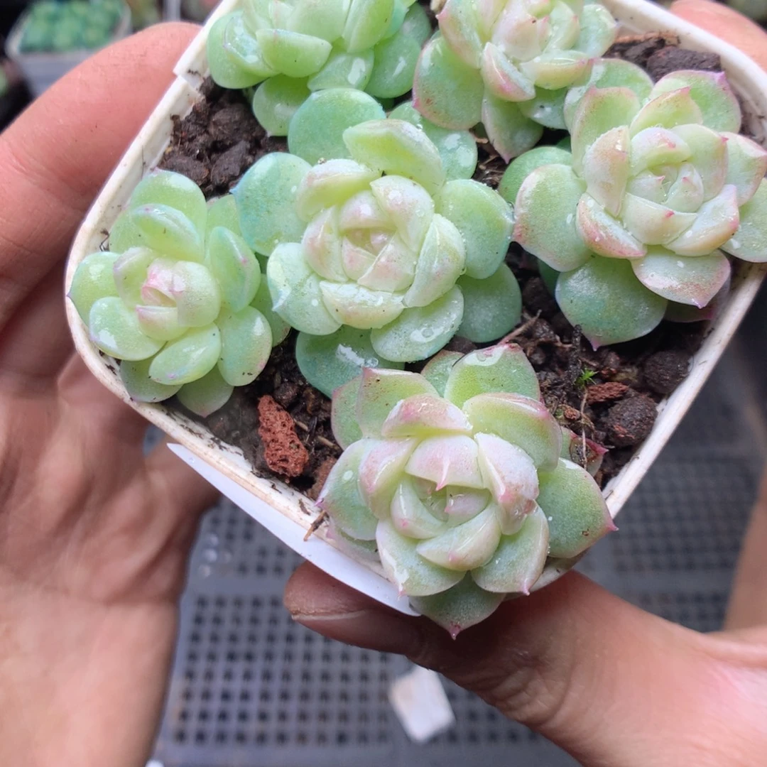 无花朵W153yyytttt